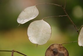 seeds of an autumn plant
