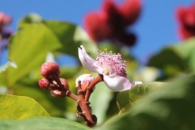 flower on tree