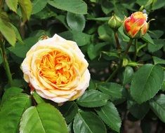 yellow Rose flower And Bud on Shrub
