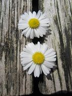 two daisies in the cracks of boards