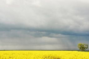 yellow rape field under the sky with clouds