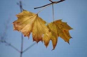two yellow Maple leaves at sky