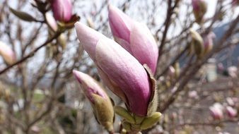 tree flower buds in spring