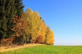 Golden autumnal forest