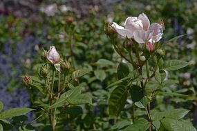 beauty Pink Roses