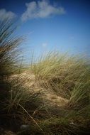 grass on Sand dune under blue sky