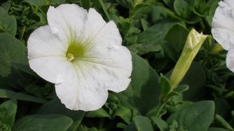 white petunias on a green bush close-up