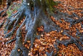 red fallen leaves on black roots of old tree