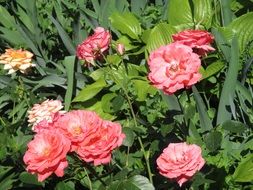 delicate pink roses among greenery