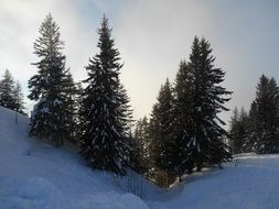 delightful Trees Snow