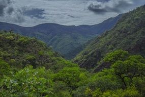 panorama of green jungle in the mountains of tenerife