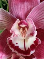 Pink and purple flower in jungle