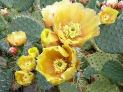 Thorns Quills Cactus Flower