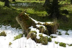 thaw in the forest on a sunny day
