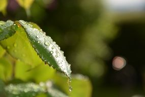 forest foliage in drops of water close-up