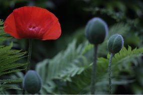 red poppy flower and Bud
