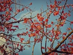 tree with red blossoms in spring