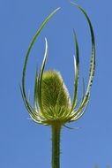 Wild Teasel or Dipsacus Fullonum