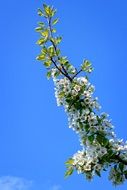 white flowers on Branch sky view