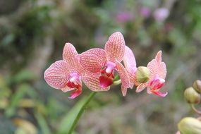 pink Phalaenopsis Flower closeup