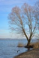 tree on the lake in autumn