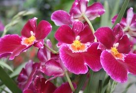 bright pink tropical orchids