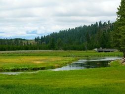Landscape of green forest in Montana