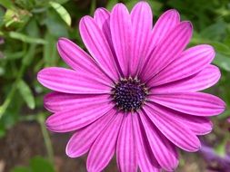 magnificent Gerbera