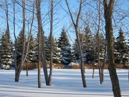 snowy landscape among the trees