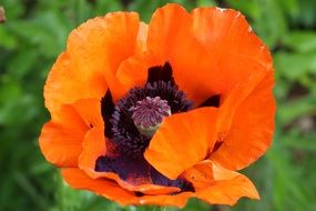 orange poppy with dark core closeup