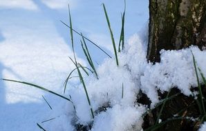 a blade of grass in the snow