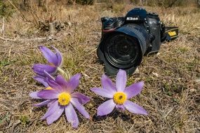 the camera lies on the ground next to purple flowers close-up