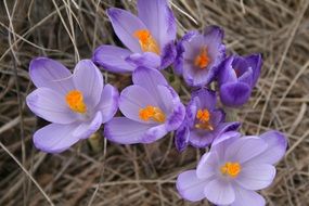 purple crocuses on dry grass close up