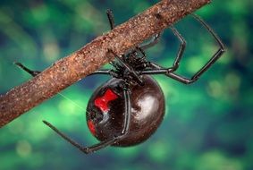 black widow spider on a branch closeup