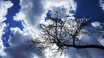 white clouds in the sky over a dark tree