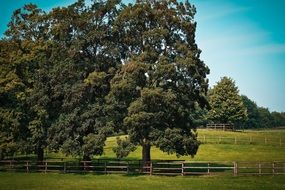 Landscape of green trees on a field