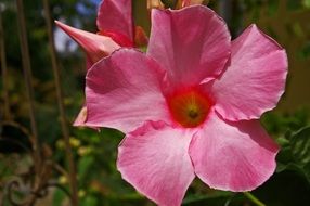 pink flower on the terrace