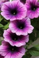 closeup photo of Petunia Purple Flowers