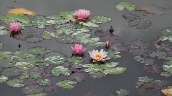 Beautiful waterlilies blossom on the water