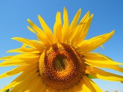 flower head of sunflower