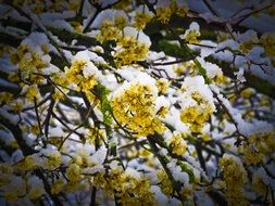 flowering tree in snow