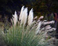 Colors of Autumn, Pampas grass in wild