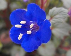 phacelia campanularia, Desert Bluebell Flower, macro