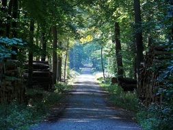 tree alley in summer
