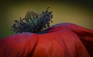 seeds of poppy flower