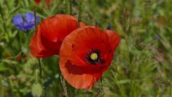 red poppies on the wild meadow