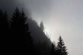 fog in the forest at dusk