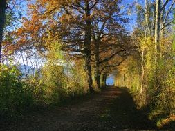 wide trail among the autumn colorful forest
