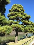 Landscape Japan