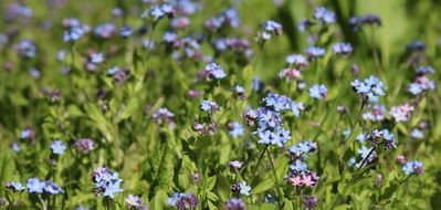 blue Wild Flowers close-up on blurred background